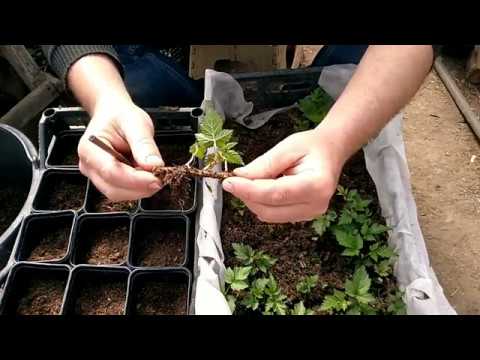 Видео: Размножение ежевики корнем.Пересадка в стакан