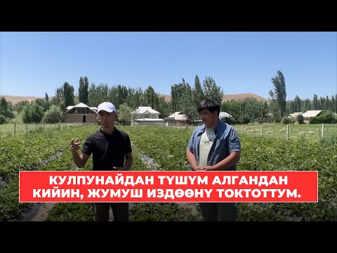 Видео: Кулпунайдын түшүмүн алгандан кийин, жумуш издөөнү токтуп өз жеримде иштеп жатам.