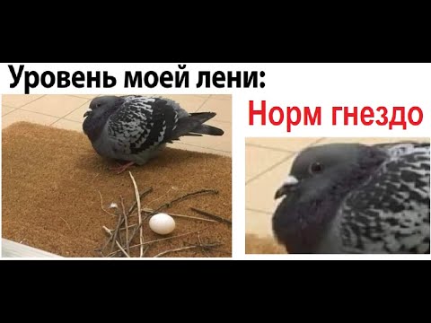 Видео: Лютые приколы Самый ленивый голубь