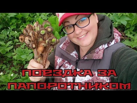 Видео: Папоротник Осмунд(Чистоуст),о. Сахалин