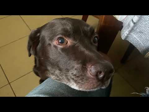 Видео: Хитрый лабрадор
