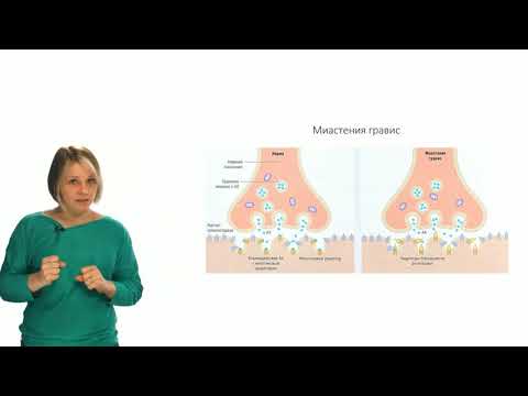 Видео: Физиология человека и животных. Нервно-мышечный синапс (Зыбина А. М.)