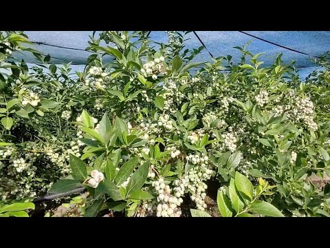 Видео: Дюк на пике! Дениз блю.  Ещё один небольшой  обзор нашей голубики.