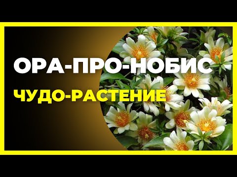 Видео: «Ора-Про-Нобис: чудесное растение, которое может изменить вашу диету!»