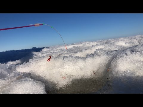 Видео: Загибы кивка! Бешеный клёв рыбы. Откуда её там столько?!