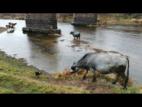Видео: ПОКУПКА КОРОВ ЧЕРЕЗ МЕРКУРИЙ!КАКИЕ ДОКУМЕНТЫ И СПРАВКИ НАДО СДЕЛАТЬ!КАК ПОЛУЧИТЬ КРЕДИТ -УСЛОВИЯ!.