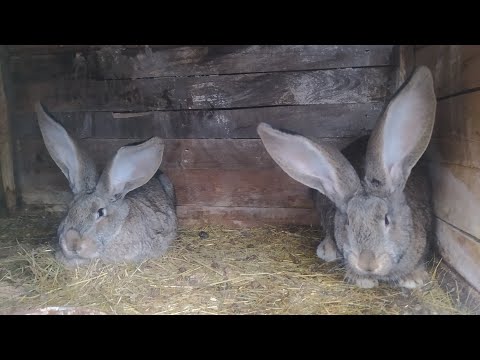 Видео: Кролики Фландр | Вес крольчат в 2- 2, 5- 3 месяца И вес купленного 4-х месячного самца