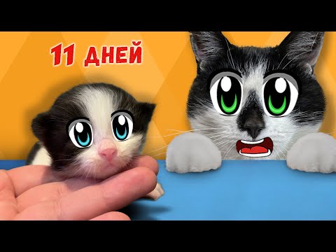 Видео: КОТЯТА ОТКРЫЛИ ГЛАЗКИ! ВЫБРАЛИ ИМЕНА для КОТИКОВ! КОШЕЧКА ИСА СТАЛА МАМОЙ! ИСТОРИЯ БЕЗДОМНОЙ КОШКИ