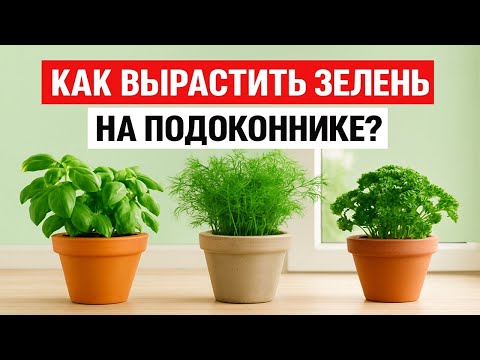 Видео: Как вырастить зелень на подоконнике круглый год и без хлопот: укроп, петрушка, салат