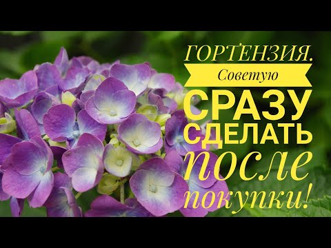 Видео: Что делать с гортензией после покупки 🙄
