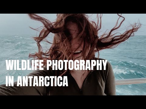 Видео: Фотографии дикой природы в Антарктиде 🇦🇶