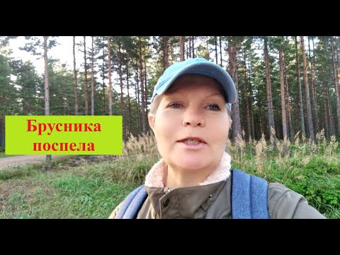 Видео: Брусника поспела