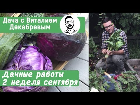Видео: Дачные работы - вторая неделя сентября. Дачные сезоны с Виталием Декабревым.