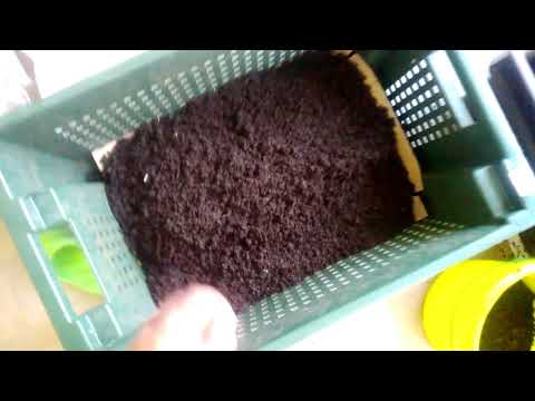 Видео: Ящик с червями после 6 месяцев. Старатель.