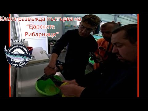 Видео: Развъждаме пъстърви на Царските рибарници