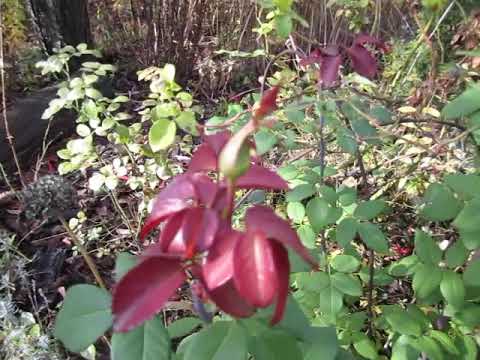 Видео: Октябрьский сад похож на яркий ковёр...