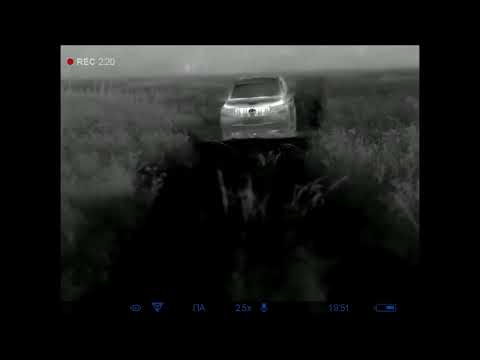 Видео: Гон идёт, но хилый и невнятный