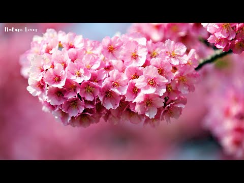 Видео: Музыка для исцеления всех болей тела, души и духа 🌷 Расслабляющая музыка для сна