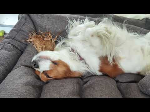 Видео: Большая лежанка для собаки кавалер кинг чарльз спаниель