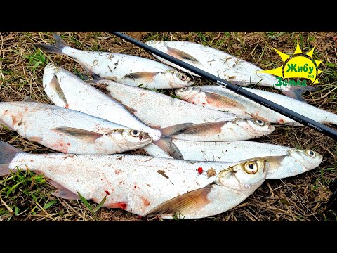 Видео: Рыбалка Весной. Мощный Клёв! Только Забрасывай. Ловля чехони