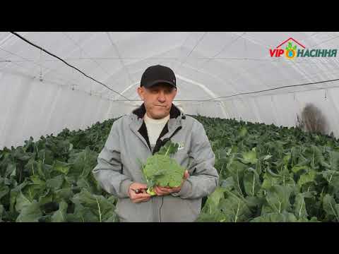 Видео: Выращивание брокколи Самоа F1 во втором обороте в защищеном грунте