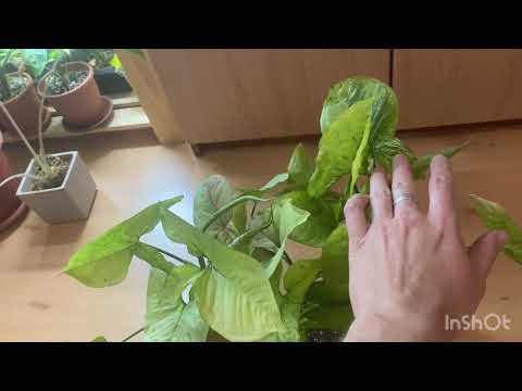 Видео: Полный обзор коллекции сингониумов 🍀