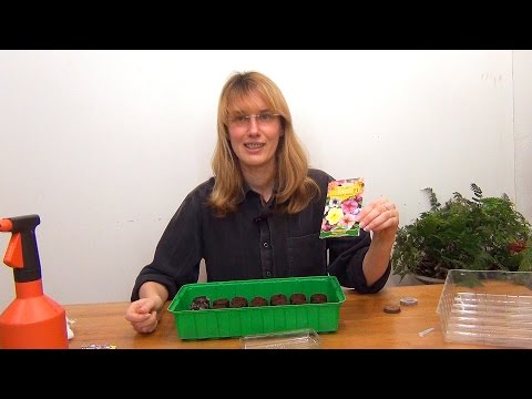 Видео: Петуния. Рассада. (ч.1)