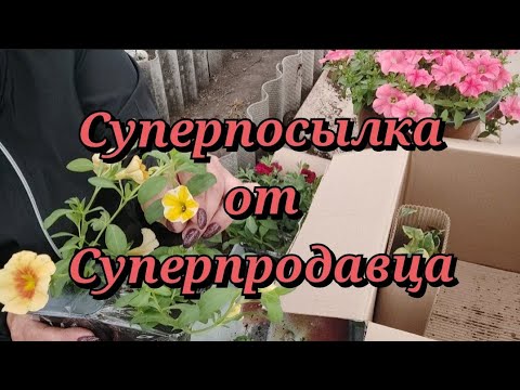 Видео: Распаковка посылки с цветами от канала ,,6 соток на Урале,, Что в посылке?