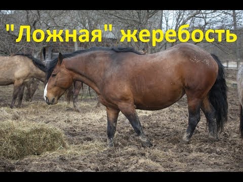 Видео: Куда делась жерёбость? Рассосалась...