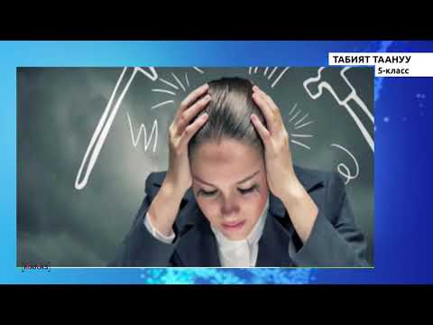 Видео: 5класс - КГ - Табият Тануу - №3 - Адамдын мээси. Мээнин таанып билүүдөгү мааниси