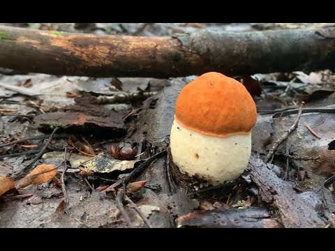 Видео: Грибы пошли. Не унести!