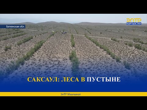 Видео: САКСАУЛ: ЛЕСА В ПУСТЫНЕ