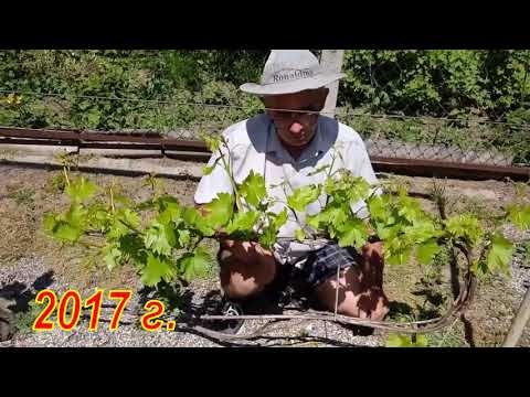 Видео: Когда удалять лишние соцветия на зеленых побегах винограда. Нормирование урожая