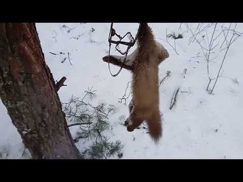 Видео: три куниці в один день. полювання на куницю.