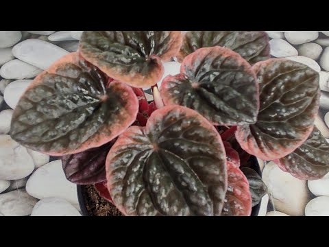 Видео: Пеперомии. Нюансы размножения. #пеперомии #размножениепеперомии #комнатныерастения