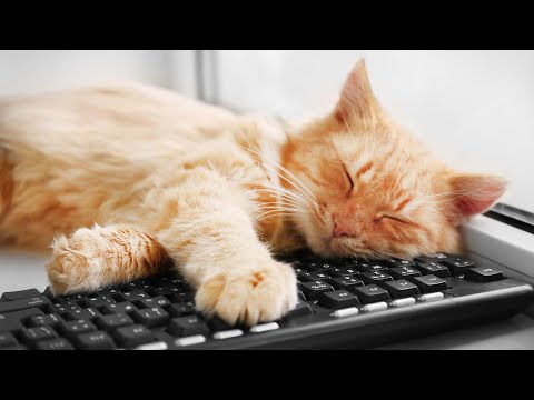 Видео: 10 часов очень расслабляющей кошачьей музыки! 😽 Спокойная фортепианная музыка, которую любят кошки