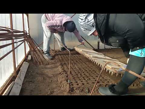 Видео: Подробное видео о посадке редиса