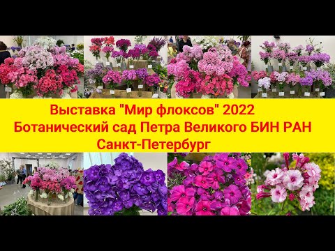 Видео: Выставка "Мир флоксов" 2022. Ботанический сад Петра Великого БИН РАН. Санкт Петербург.