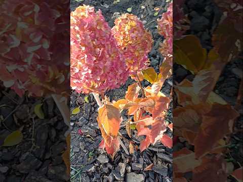 Видео: Кущик, аж горить