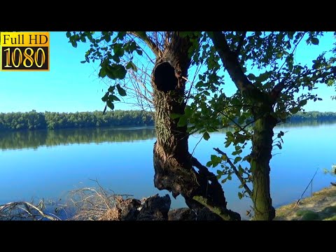 Видео: Ловля карпа, леща и карася на закидушки (макушатники). Две ночи на рыбалке. РЫБАЛКА. ДУНАЙ.
