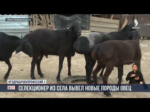 Видео: Селекционер из села вывел новые породы овец | Jibek Joly News