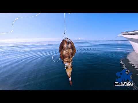 Видео: [Часть 1] Шок! Что произойдёт, если опустить живого кальмара Аори на морское дно?