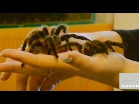Видео: Паук-птицеед, семья хорьков и ...никаких собак!
