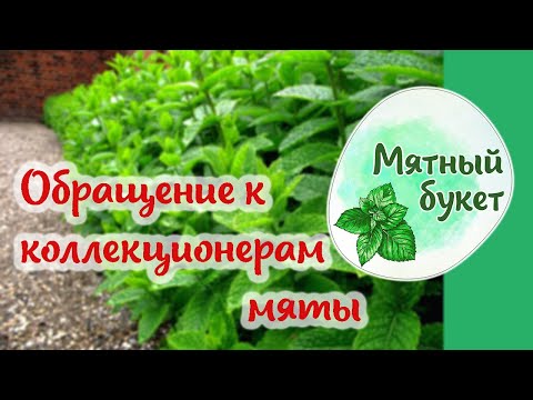 Видео: Обращение к коллекционерам мяты