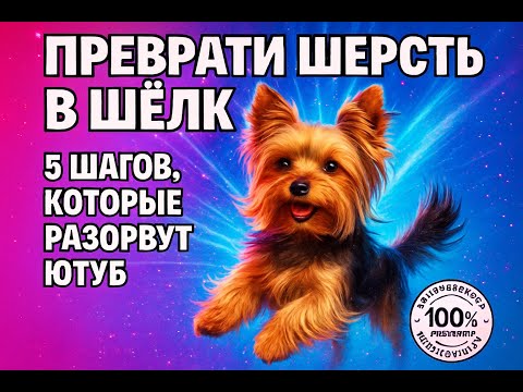 Видео: Моя схема ухода за шерстью йорка: шелк, а не волосы!