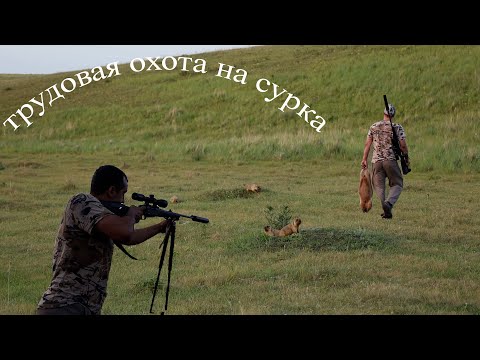 Видео: открытие охоты на сурка 2024