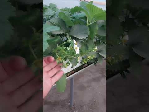 Видео: 5 ноября 2025 г.