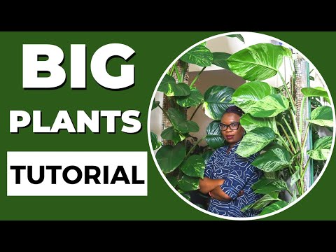 Видео: КАК вырастить БОЛЬШИЕ комнатные растения: полное руководство для начинающих