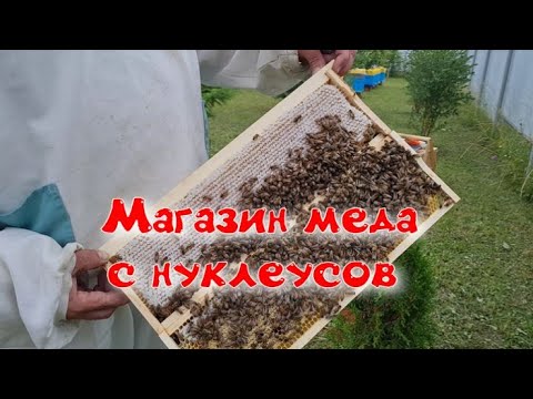 Видео: Как получить мед с отводка или пчелопакета.