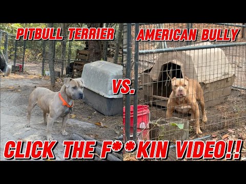 Видео: VLOG #255 АМЕРИКАНСКИЙ БУЛЛИ ПРОТИВ ПИТБУЛЬТЕРЬЕРА!